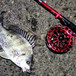 2024/05/21 南港ヘチ釣り釣行(短時間)