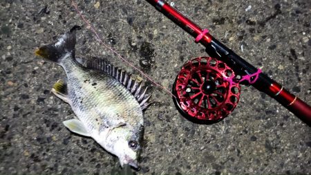 2024/05/21 南港ヘチ釣り釣行(短時間)