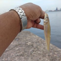 播磨新島のキス釣果