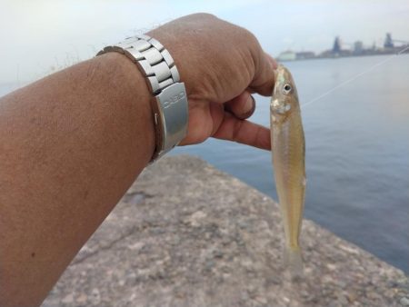 播磨新島のキス釣果