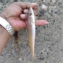 播磨新島のキス釣果