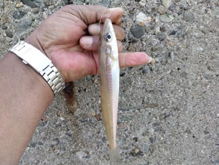 播磨新島のキス釣果