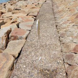 片男波はまだまだ数が少ない