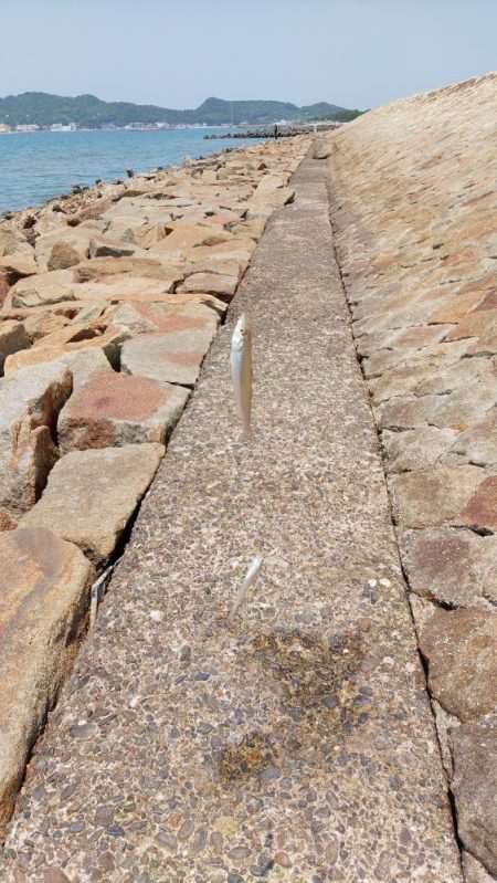 片男波はまだまだ数が少ない