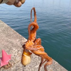 播磨新島のキス調査