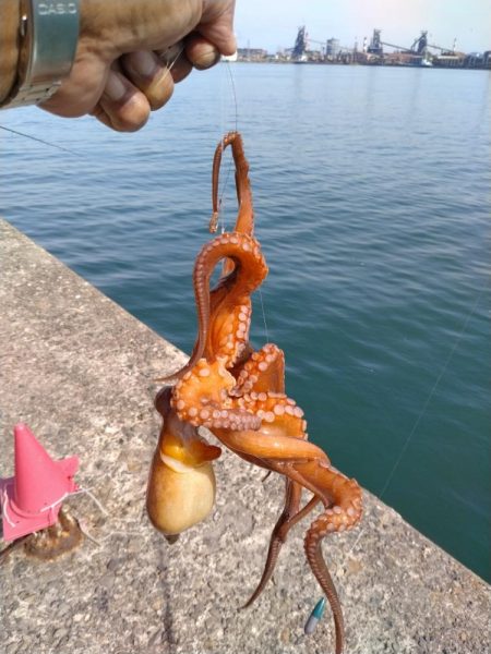 播磨新島のキス調査