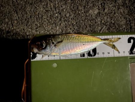 本日もアジング