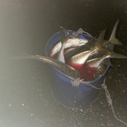 ナイトアジング