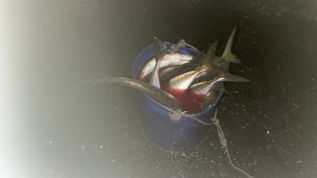 ナイトアジング