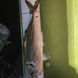 本日もアジング調査