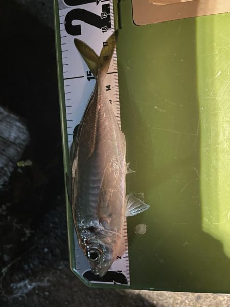 本日もアジング調査