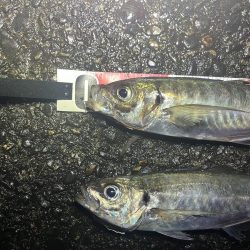 雨の中ナイトアジング