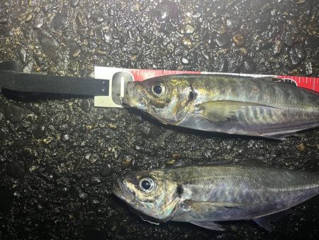 雨の中ナイトアジング