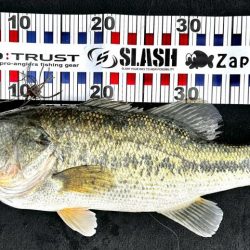 ウィードパッチでRDS