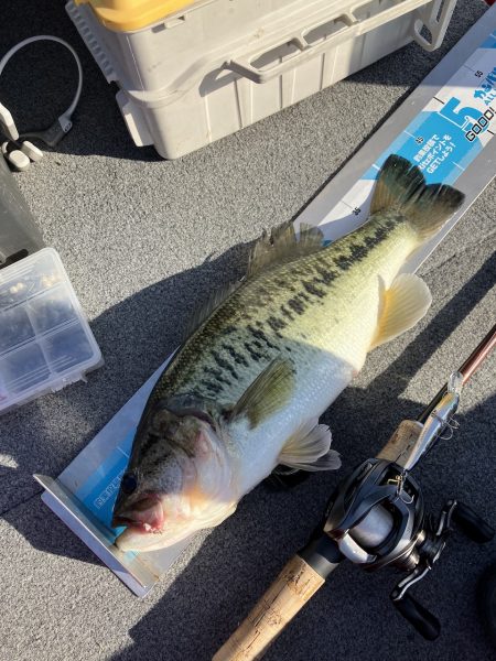 北山田45〜39cm 3匹