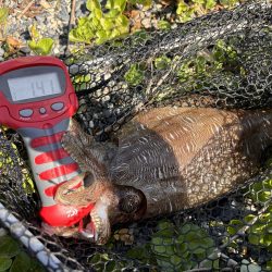 春のエギングシーズン