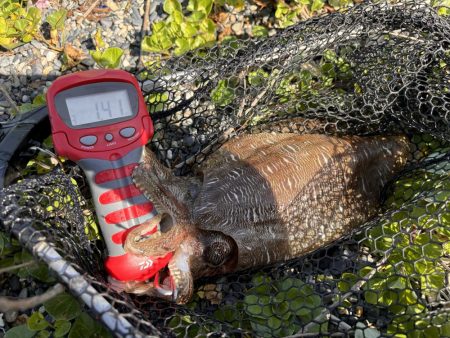 春のエギングシーズン