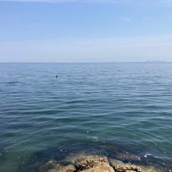 田島へ良型キスを求めて!