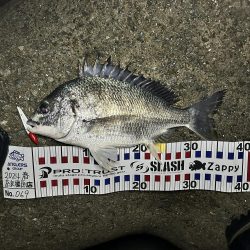 シーバス渋いー