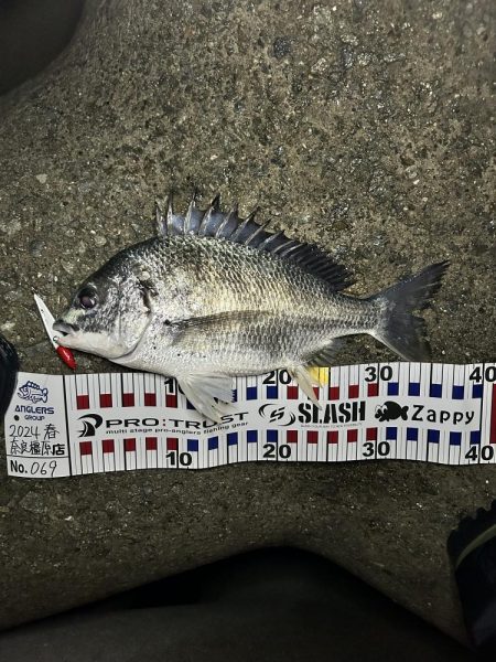 シーバス渋いー