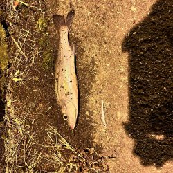 シーバス求めて