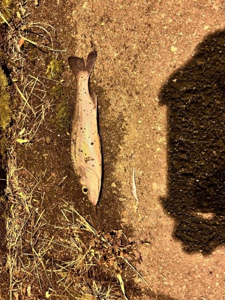 シーバス求めて