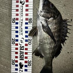 落とし込みチヌ