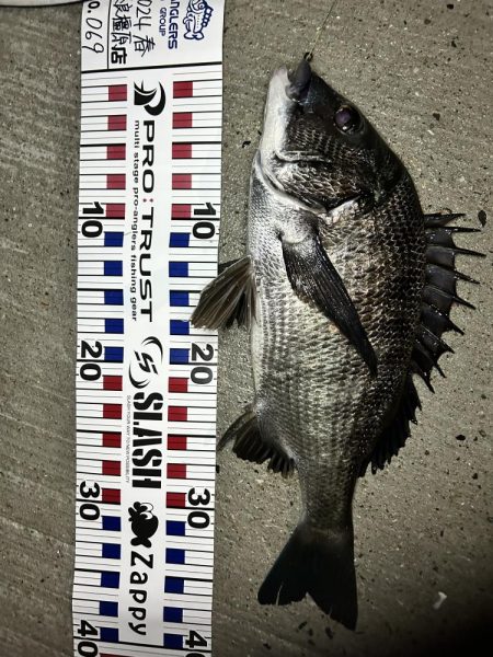 落とし込みチヌ