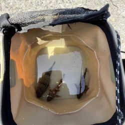 初夏の癒しのがっしー