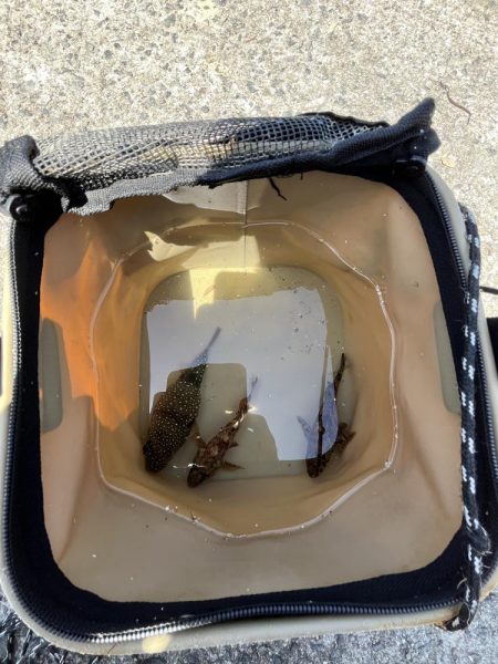 初夏の癒しのがっしー