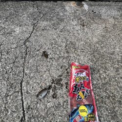 久しぶりのアジ