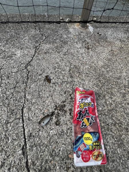 久しぶりのアジ