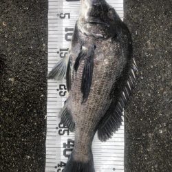 イチノ兄弟、釣果！