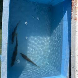 初チャーター便