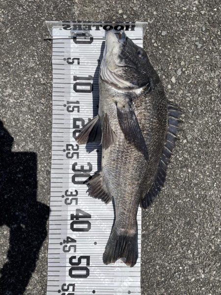 イチノ兄弟、釣果!