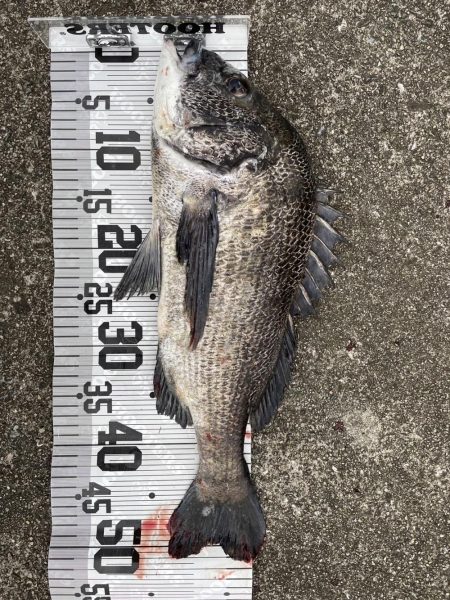 イチノ兄弟、釣果!