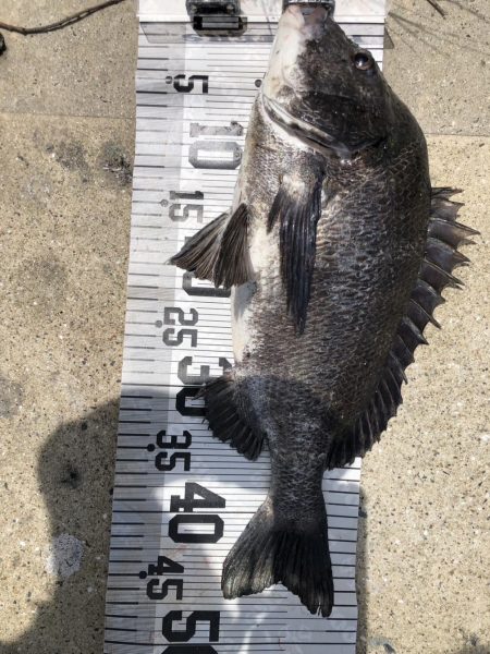 イチノ兄弟、釣果!