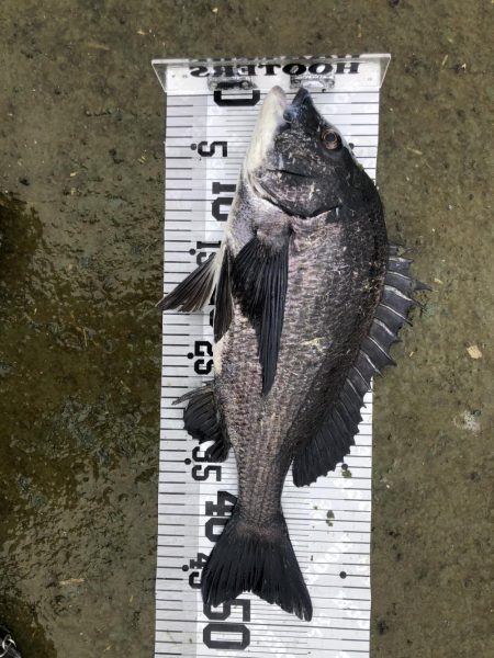 イチノ兄弟、釣果!