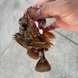 癒やしのガッシー2nd