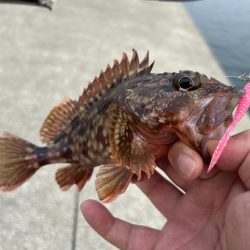 今日もガッシー