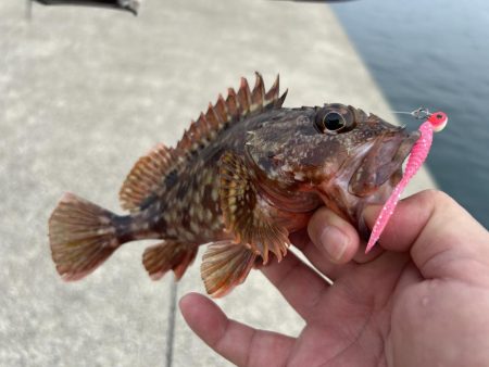 今日もガッシー