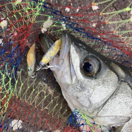 安全確保の磯ヒラスズキ