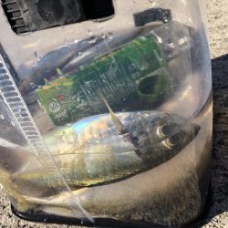 またしても爆風アジング