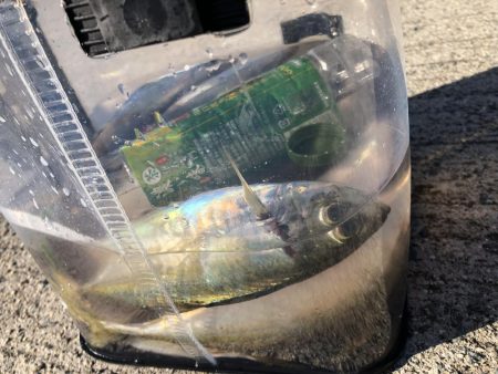 またしても爆風アジング