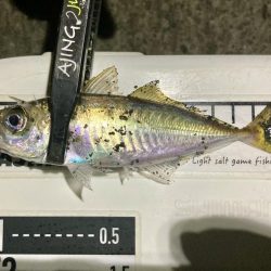 アジングイベント04