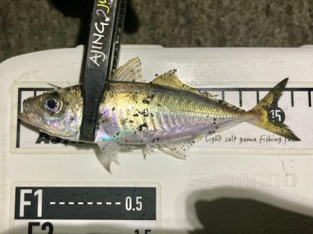 アジングイベント04