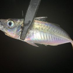 アジングイベント06