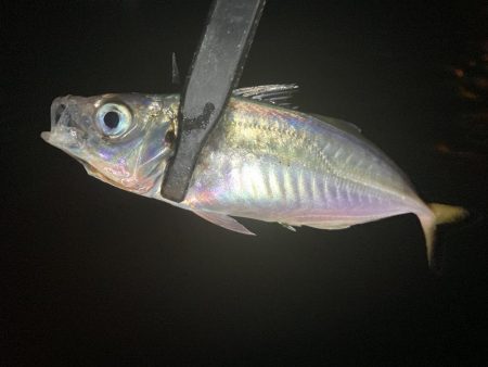 アジングイベント06