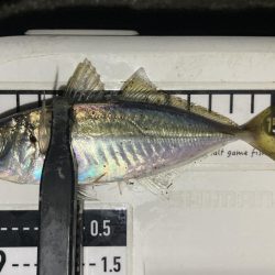 アジングイベント09