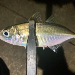 アジングイベント11